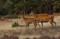 39 Hoge Veluwe, edelherten